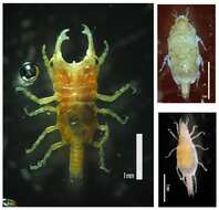 Gnathiidae Leach 1814 resmi