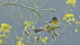 Image of Lesser Goldfinch