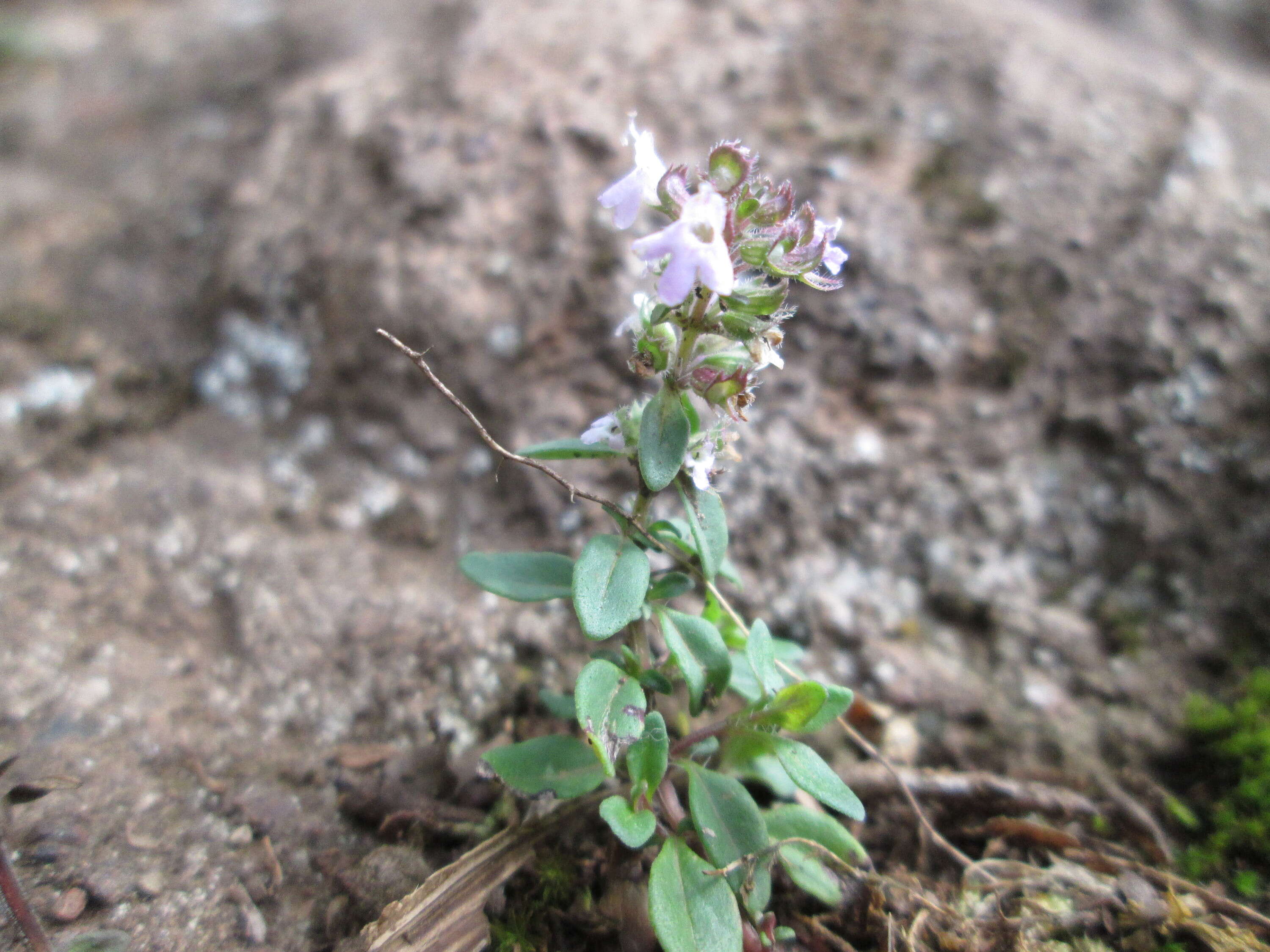 صورة Thymus praecox Opiz