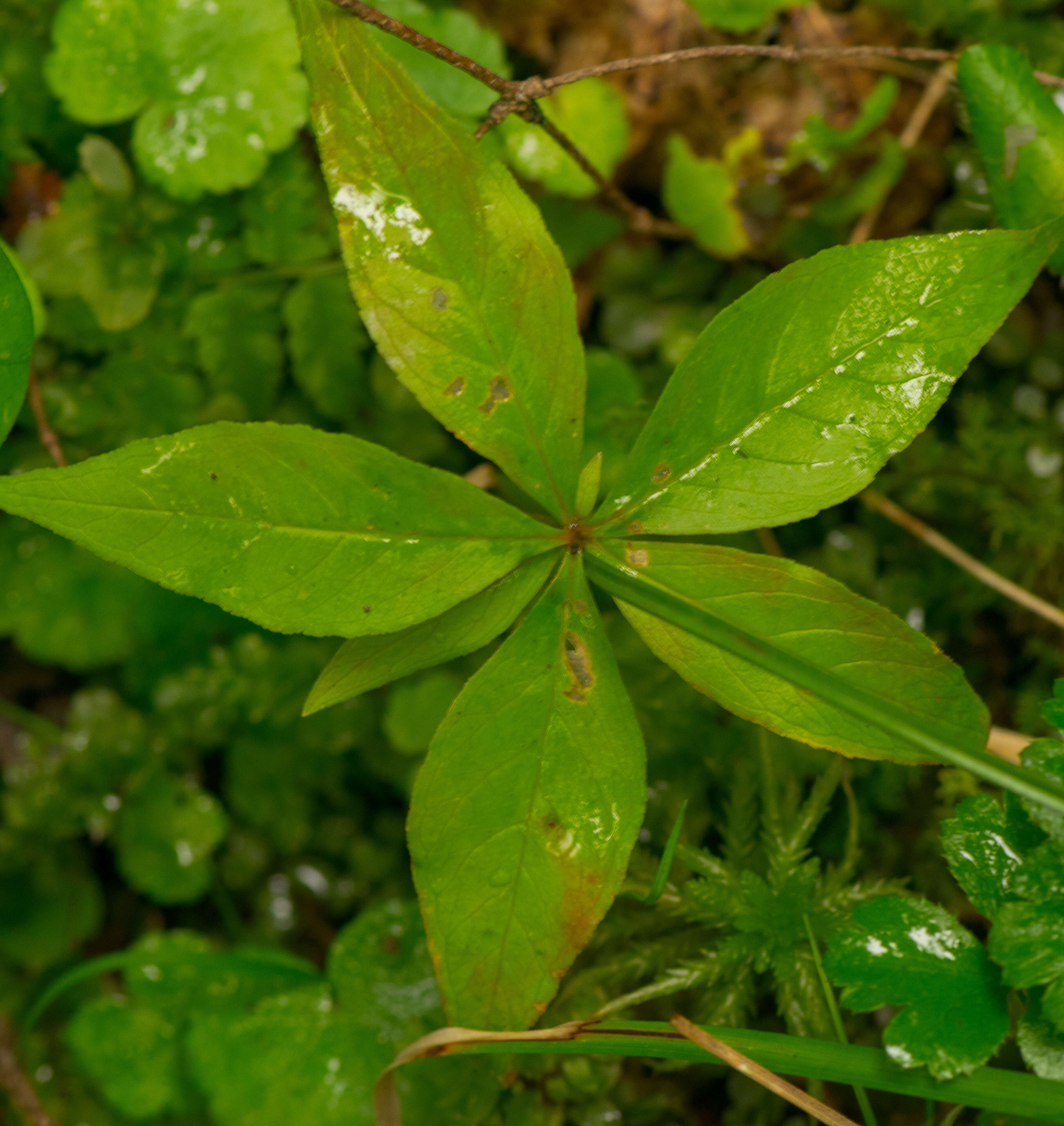 Image de Trientale boréale