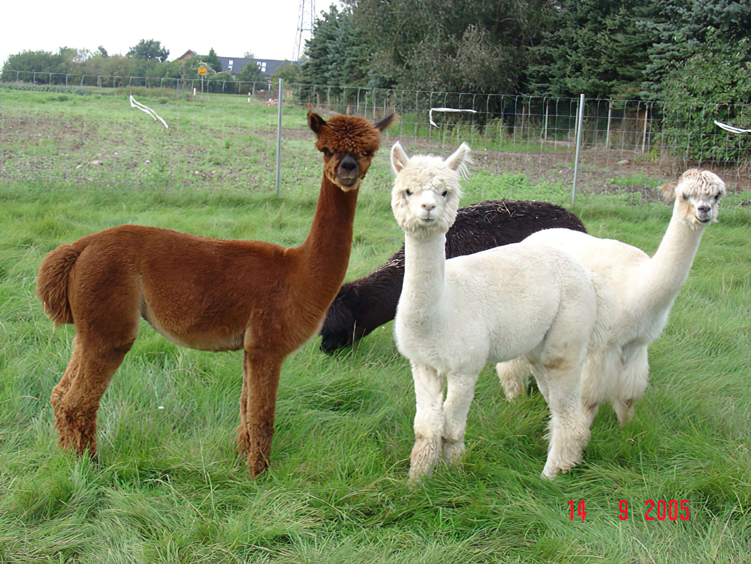 Image of Alpaca