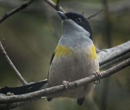 Image of Black-headed Shrike-Babbler