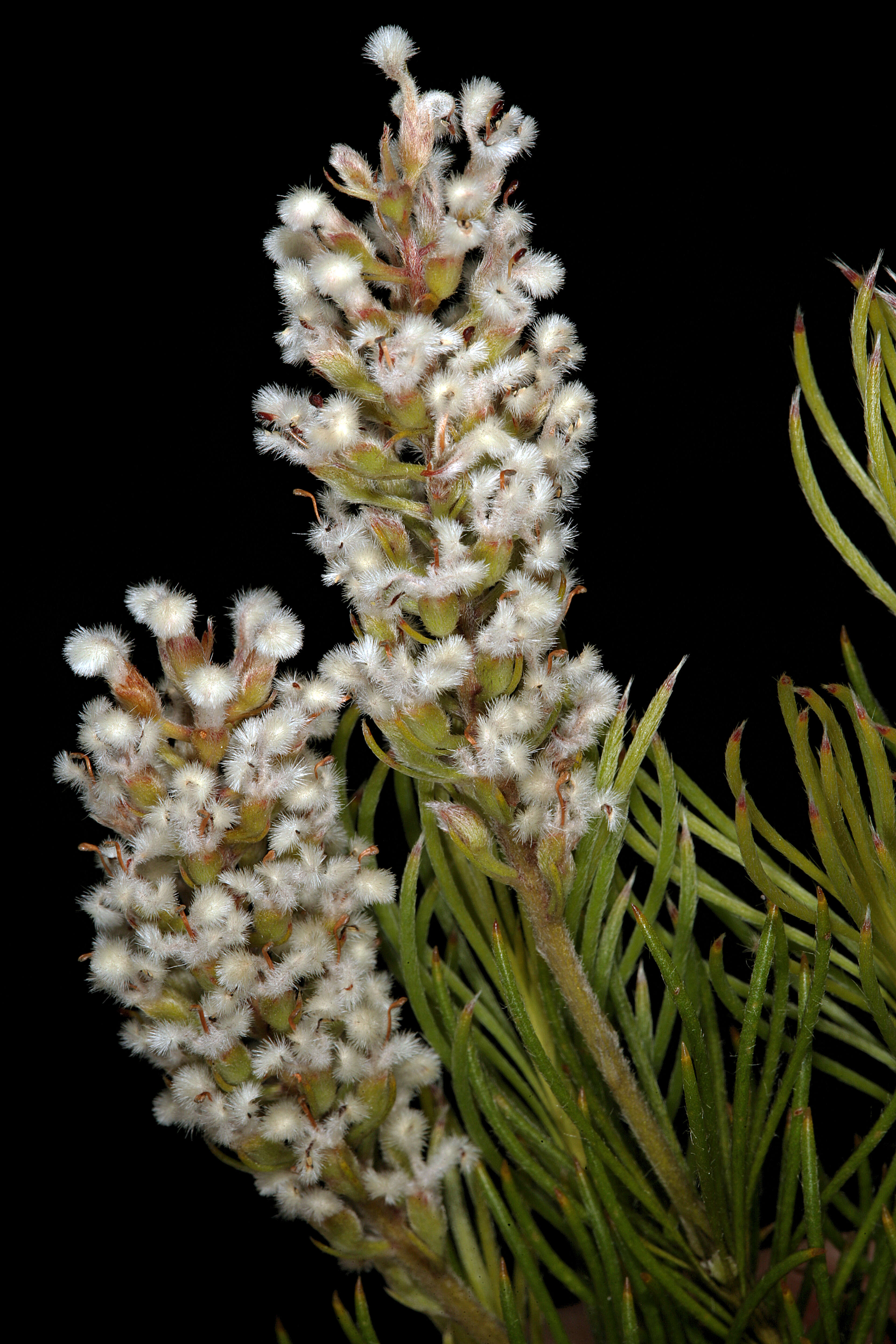 Image of Spatalla curvifolia Salisb.