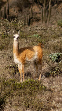 Image of Guanaco