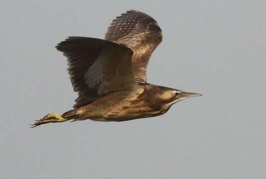 Image of Australasian Bittern