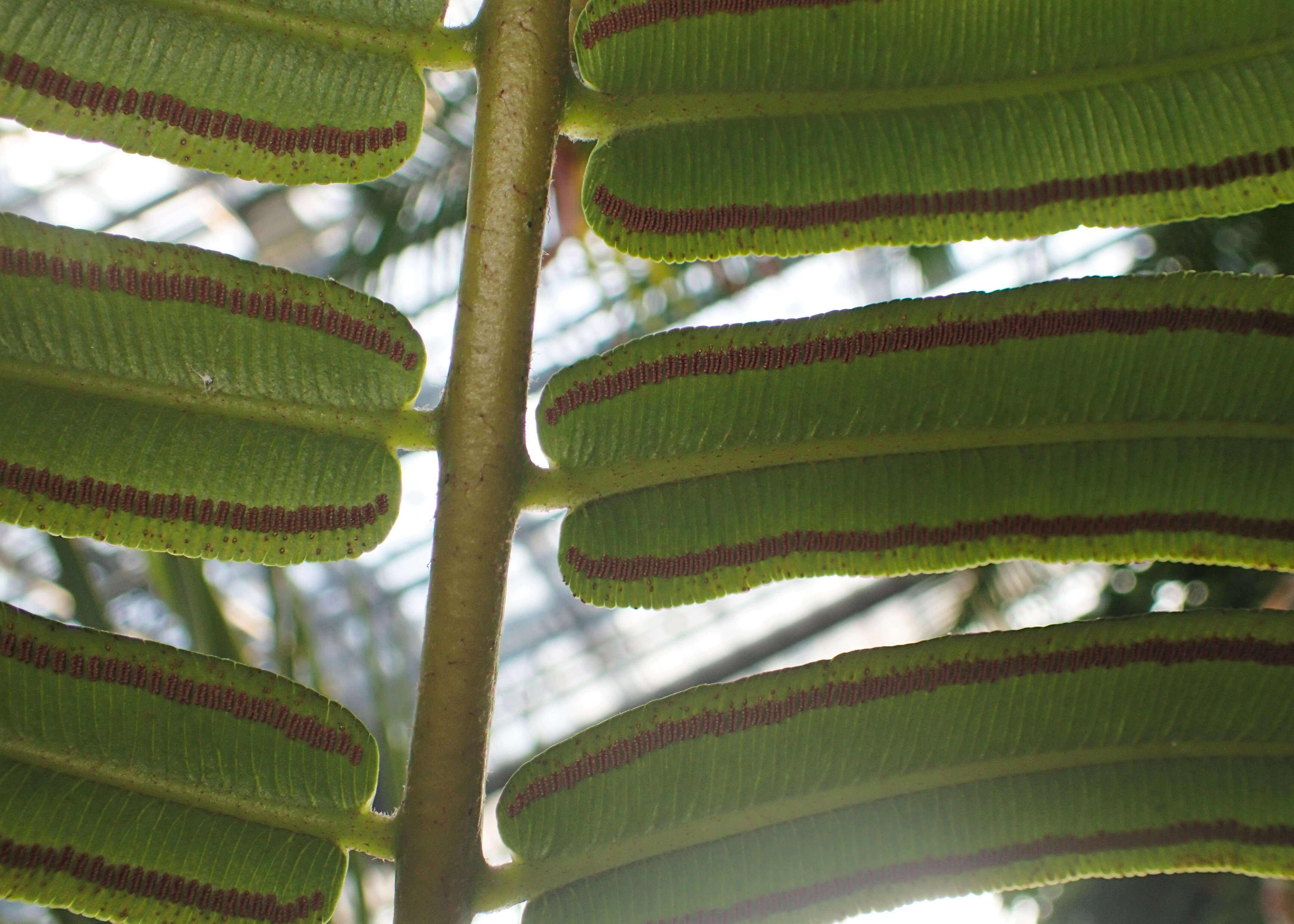 Image of angiopteris fern