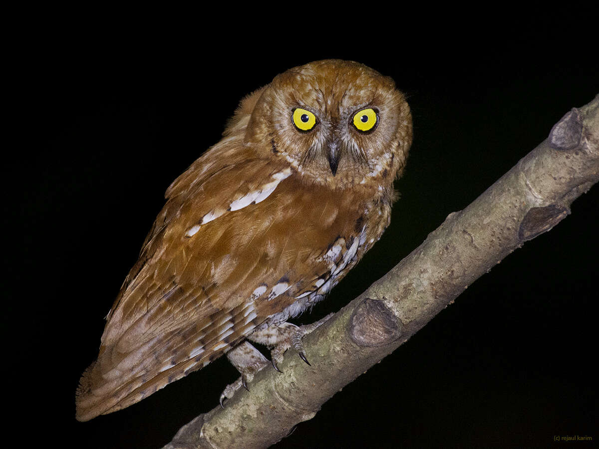 Image of Oriental Scops Owl