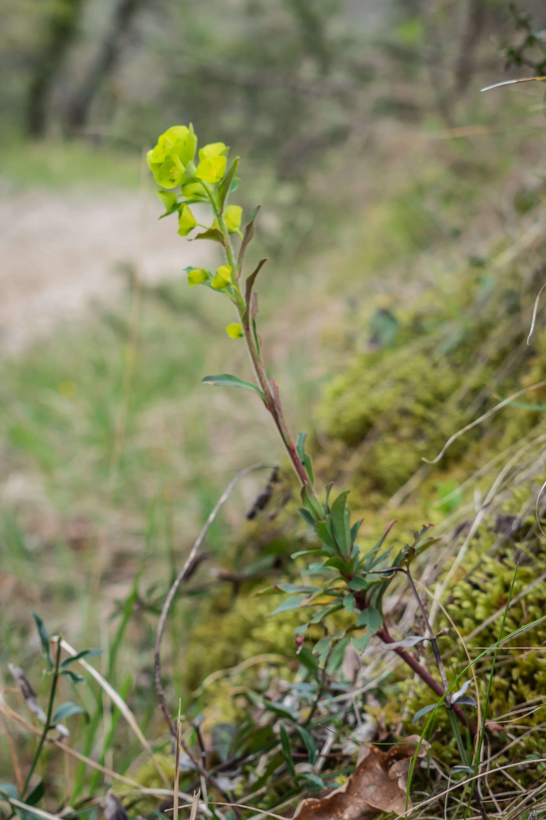 Image of Wood Spurge