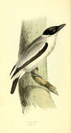 Image of Black-crowned Tityra