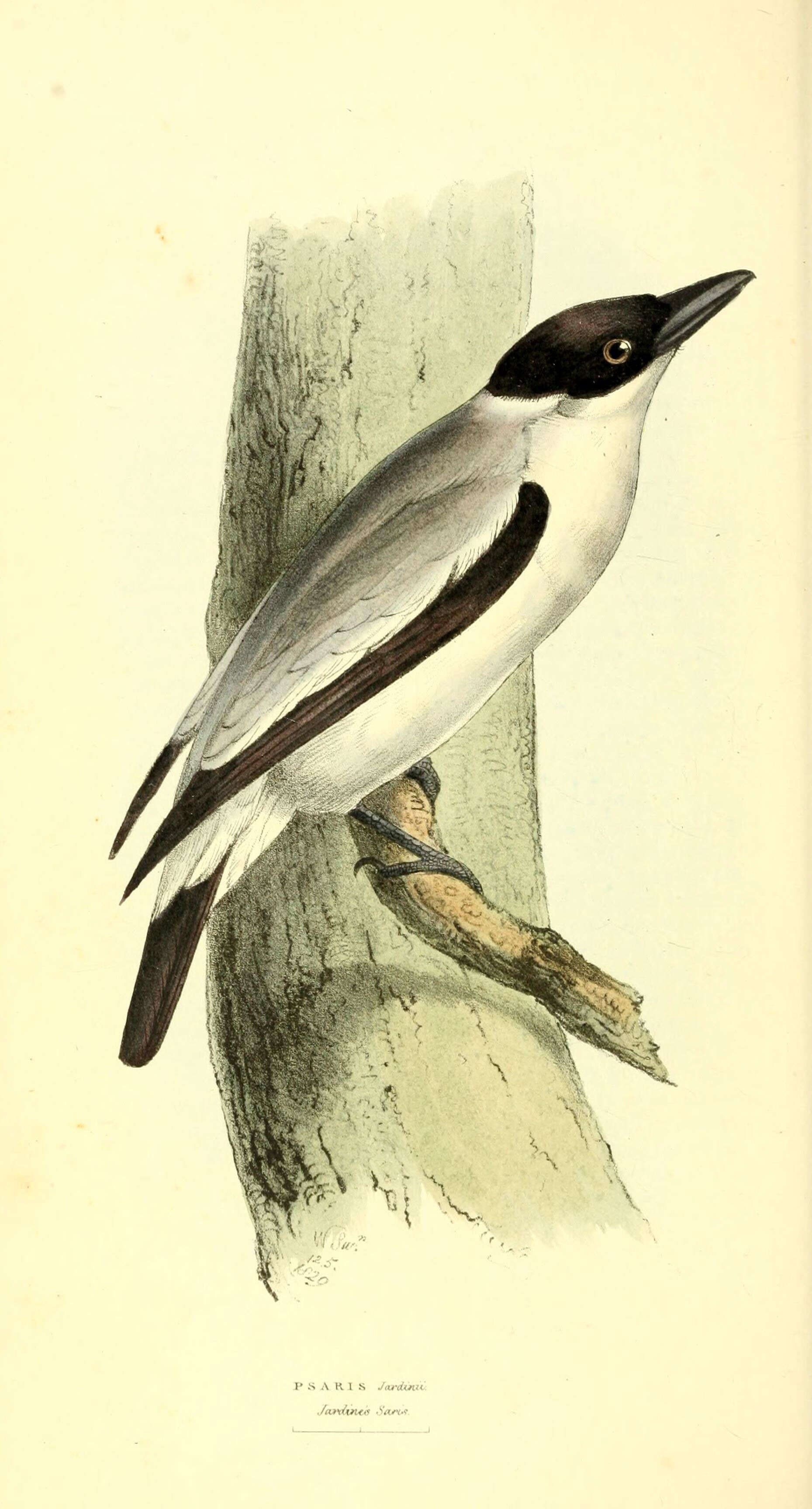 Image of Black-crowned Tityra