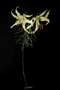 Image de Lilium auratum Lindl.