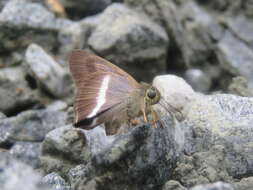 Image of Hasora taminatus Hübner 1818