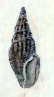 Image of Clavus moquinianus (Montrouzier 1874)