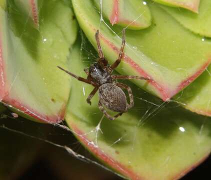 Image of Desid spider