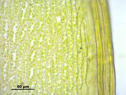 Image of common green bryum moss