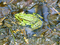 Image of Pelophylax esculentus