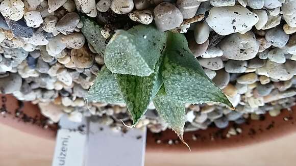 Слика од Haworthia pygmaea Poelln.