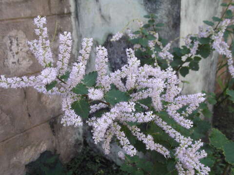 Image of Ginger Bush