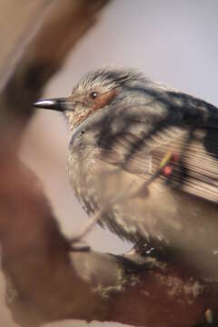 Image of Brown-eared Bulbul