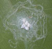 Image of Whitefly