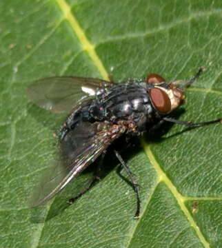 Image of Blue blowfly