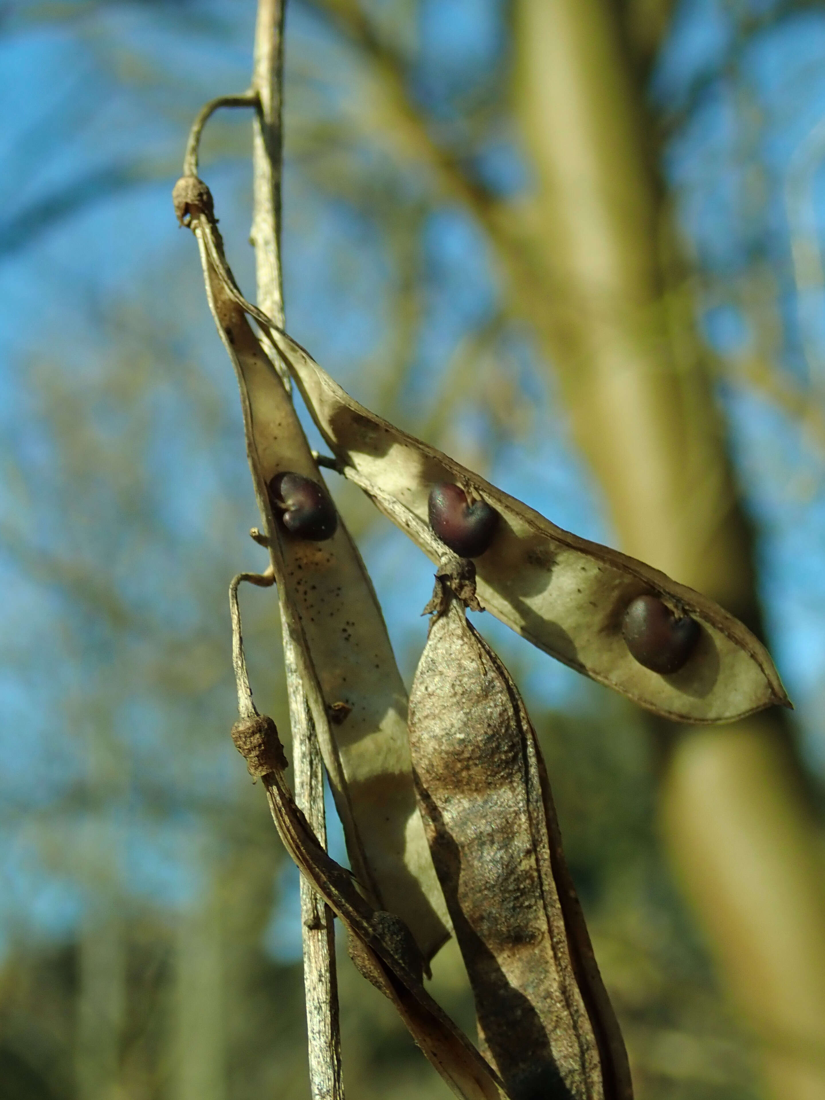 Image of Alpine Laburnum