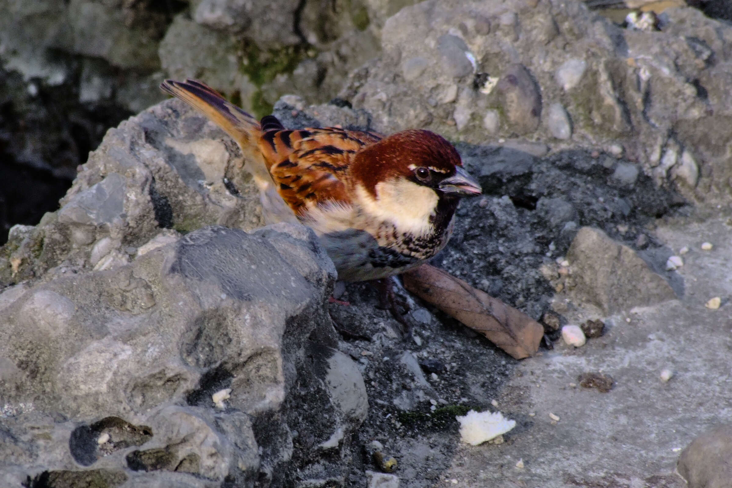 Image of Italian Sparrow