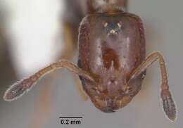 Image of Xenomyrmex floridanus Emery 1895