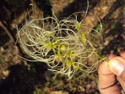 Image of Clematis javana DC.