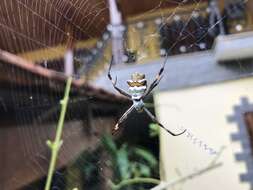 Image of Silver Argiope