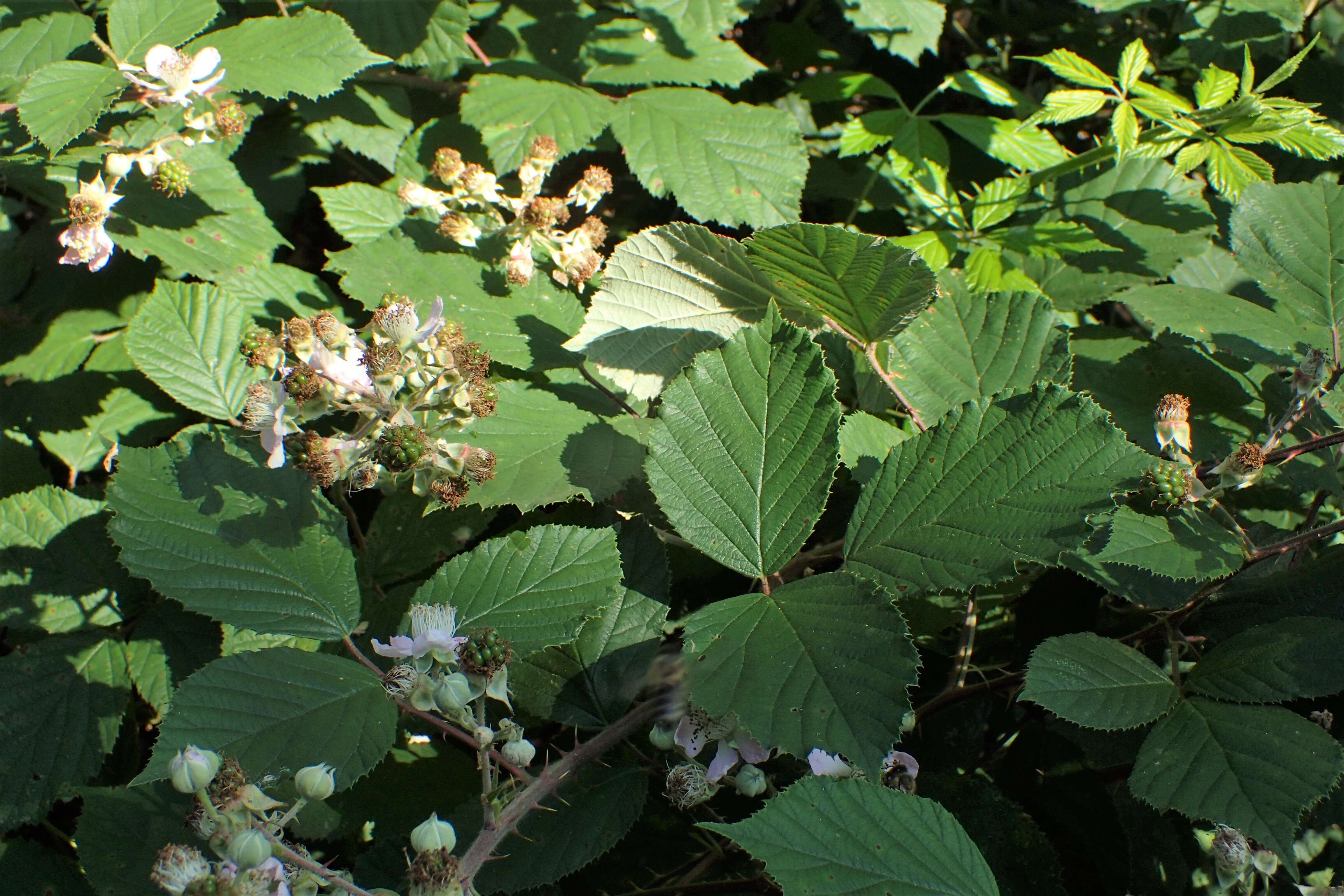 Image of Himalayan berry