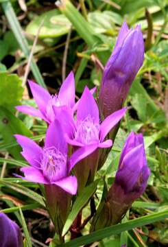 Image of chiltern gentian