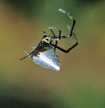 Image of Argiope protensa L. Koch 1872