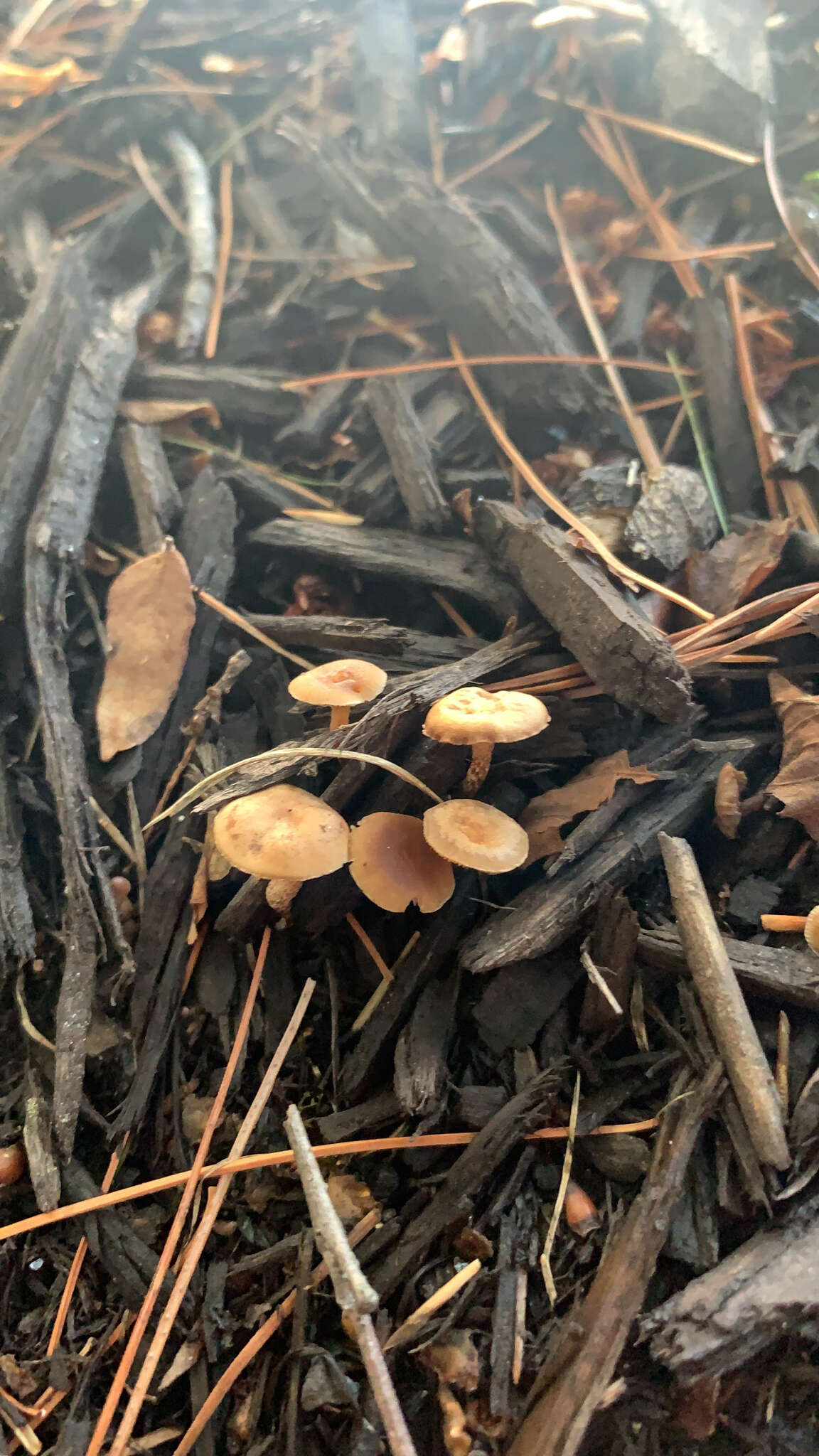 Image of Tubaria furfuracea (Pers.) Gillet 1876