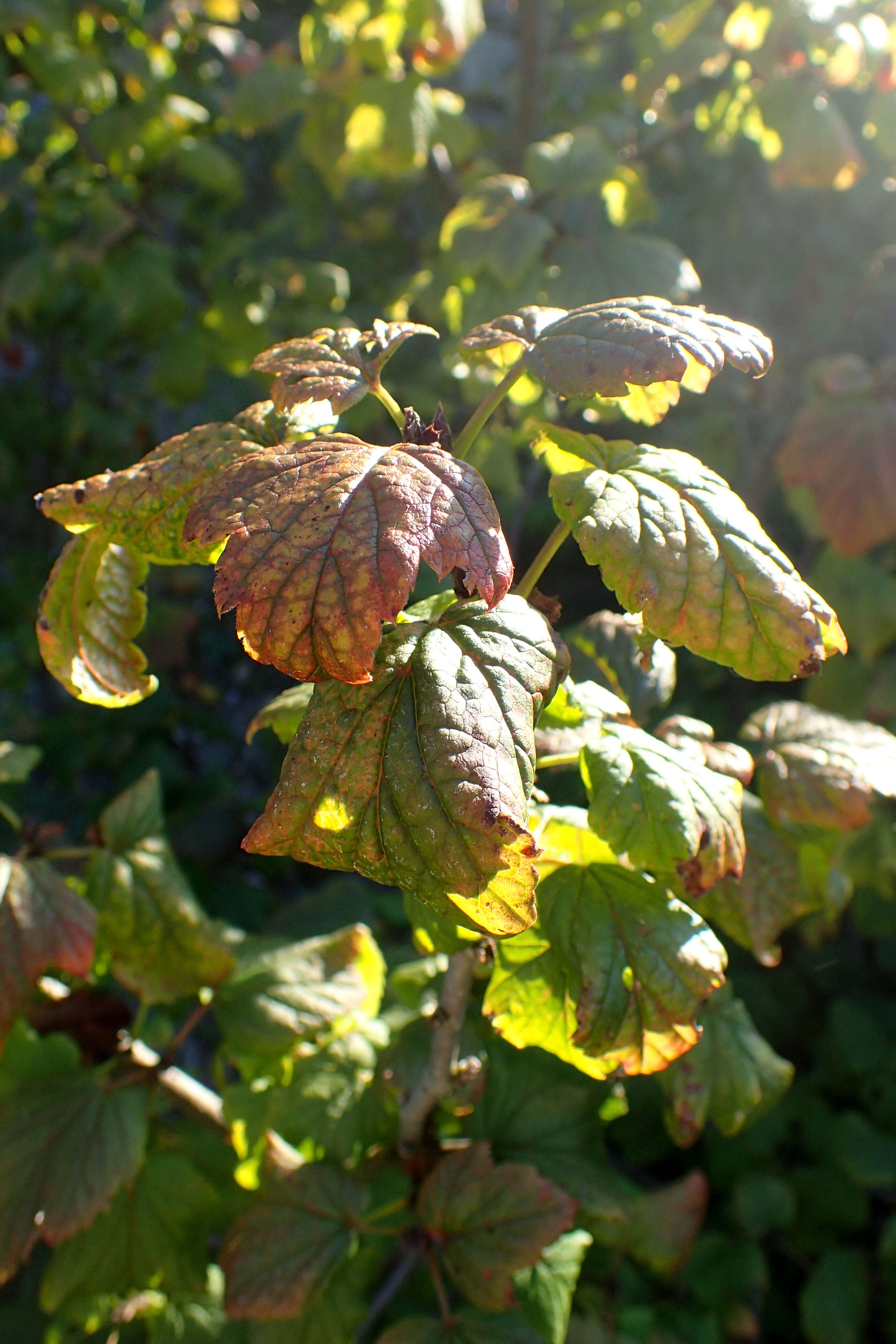 Image of Rock Red Currant