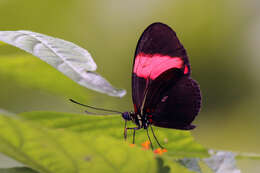 Image of Crimson Patched Longwing