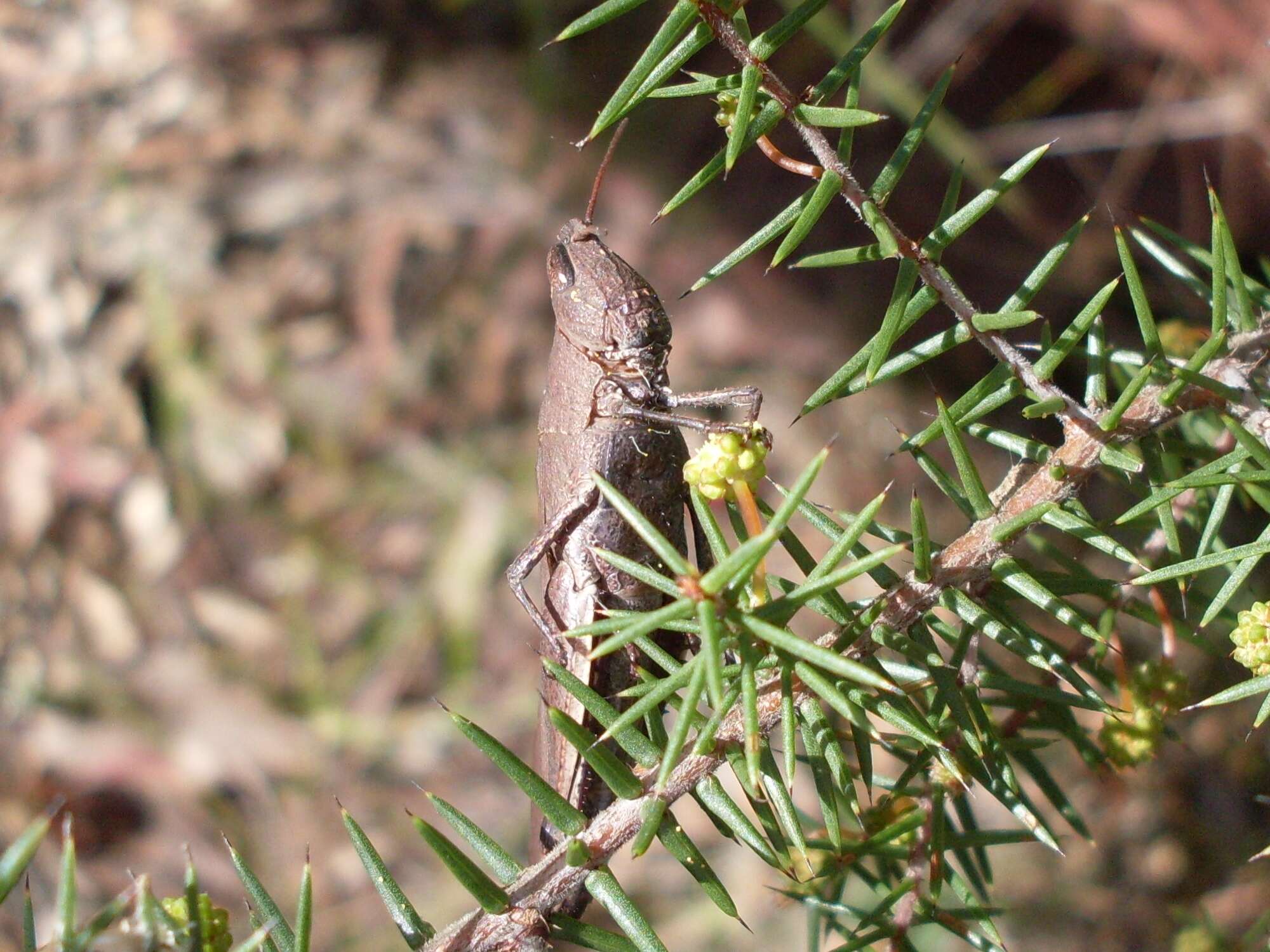 Image of juniper wattle