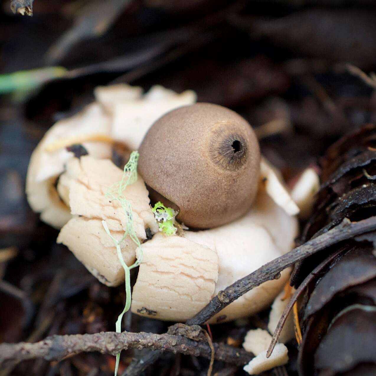 Image of Geastrum saccatum