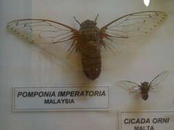 Image of Empress cicada