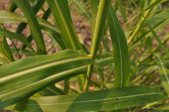 Image of Johnson grass