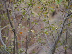 Image of Small-leaved white raisin