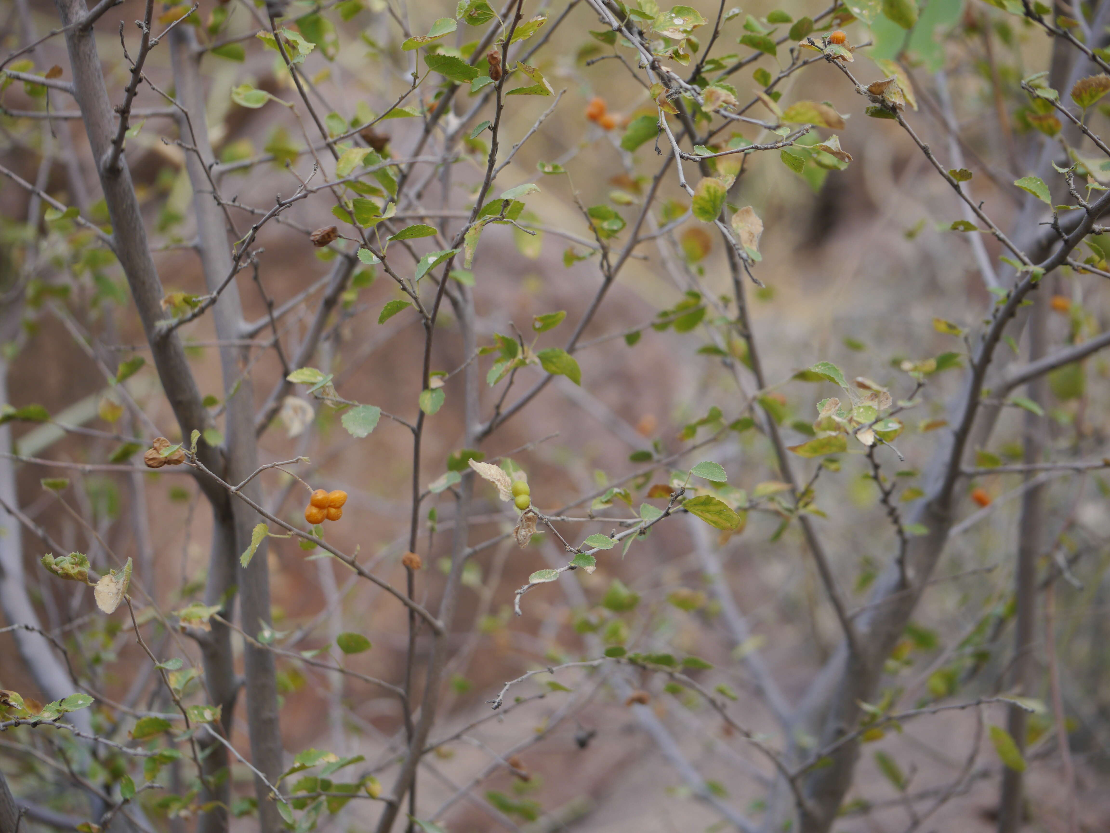 Image of Small-leaved white raisin