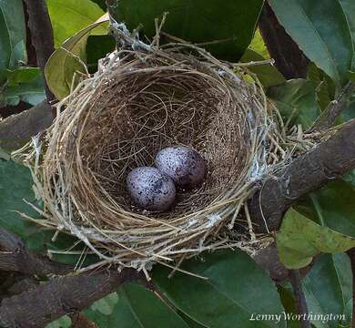 Image of Streak-eared Bulbul