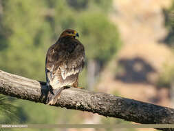 Image of Steppe Eagle