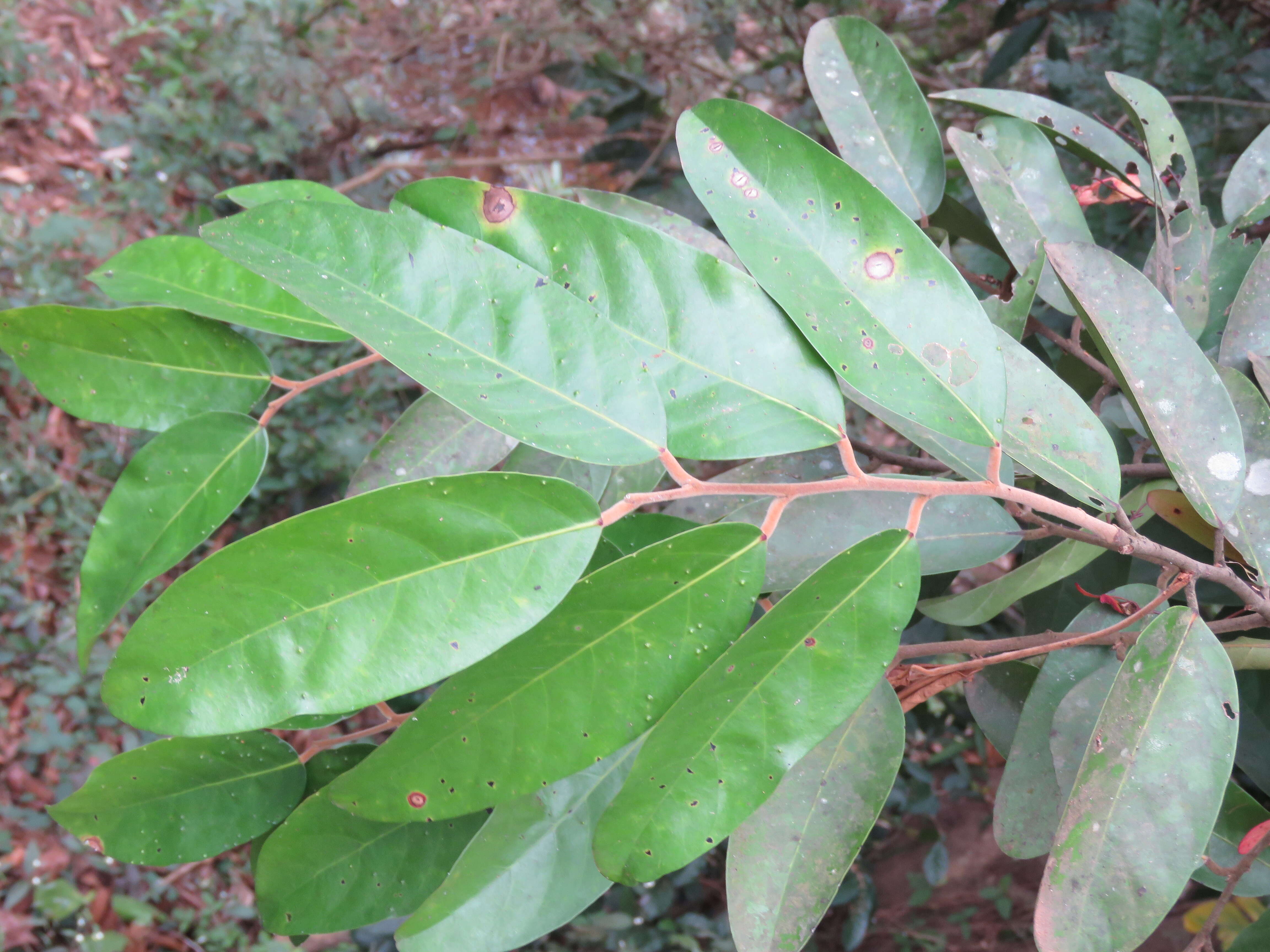 Image of Hopea ponga (Dennst.) D. J. Mabberley