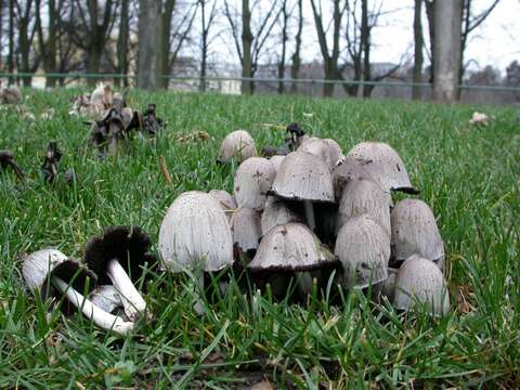 Coprinopsis atramentaria (Bull.) Redhead, Vilgalys & Moncalvo 2001 resmi