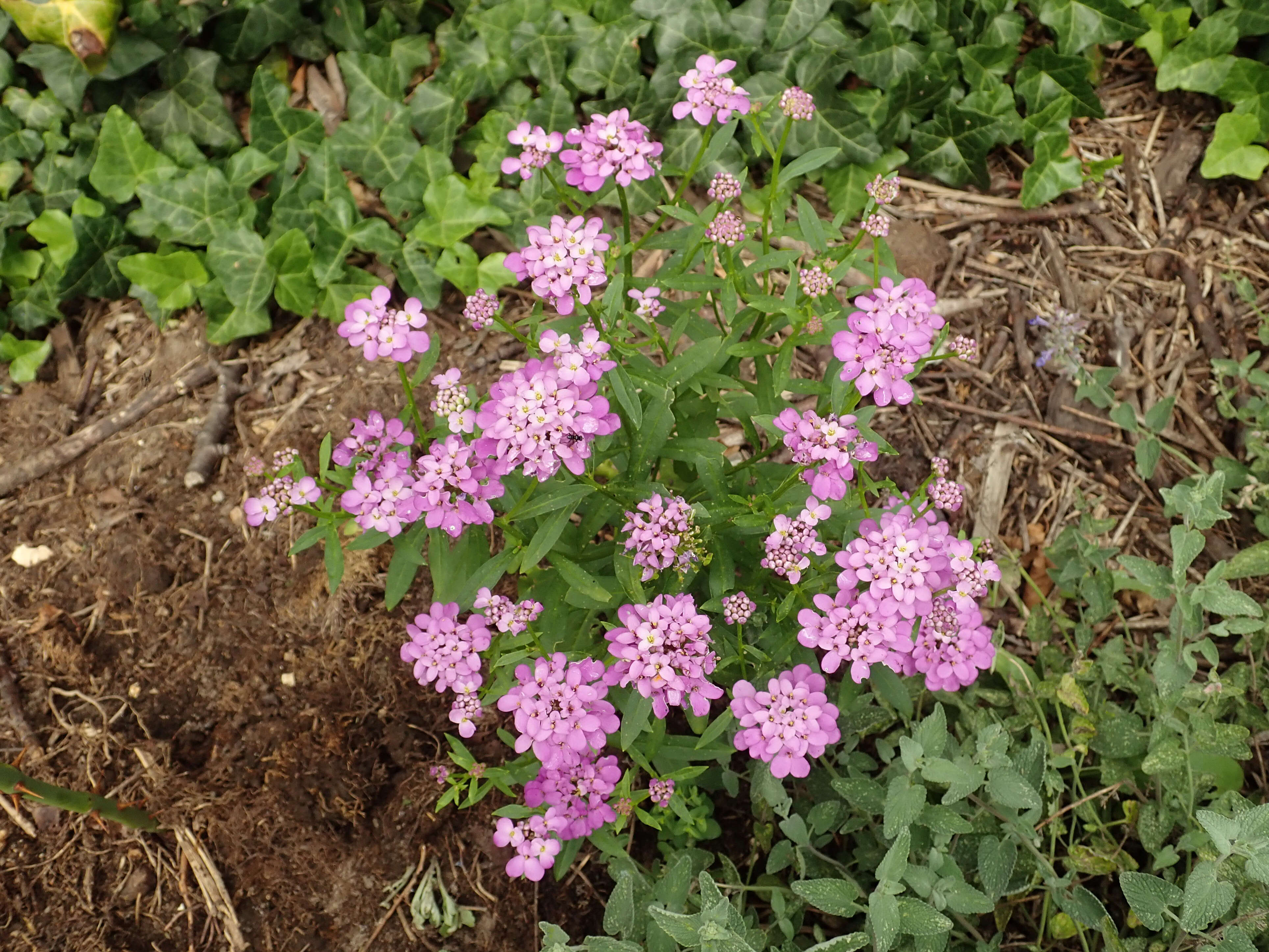 Plancia ëd Iberis umbellata L.