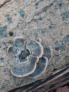 Image of Turkey Tail