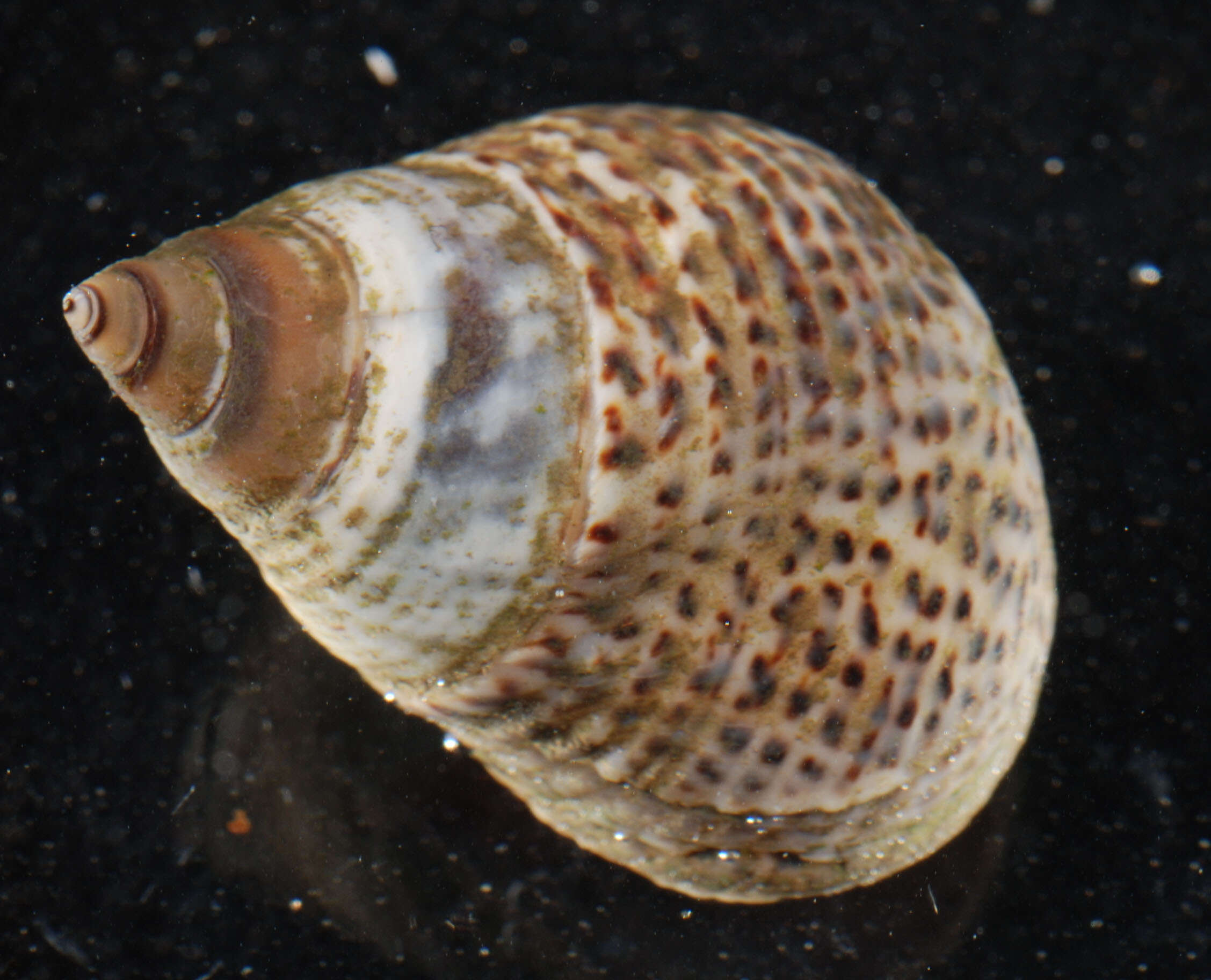 Image of Littoraria irrorata (Say 1822)