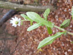 صورة Leucanthemum ircutianum (Turcz.) DC.